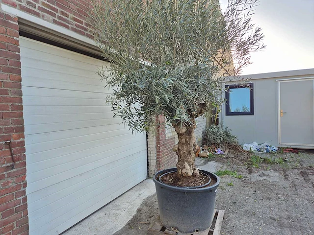 Olijfboom bonsai xl - olea euopaea - hoogte ca. 300 cm - afbeelding 4 van  6