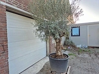 Olijfboom bonsai xl - olea euopaea - hoogte ca. 300 cm - afbeelding 4 van  6