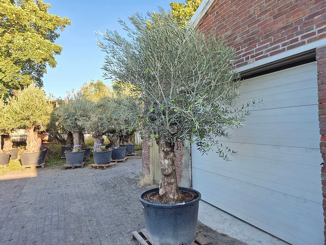 Olijfboom bonsai xl - olea euopaea - hoogte ca. 300 cm - afbeelding 5 van  6