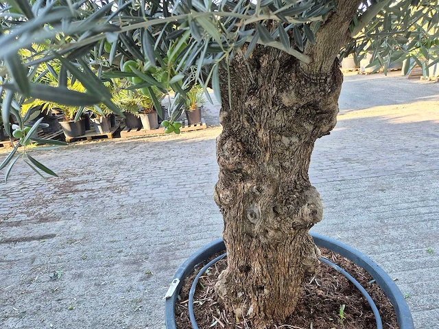 Olijfboom bonsai xl - olea euopaea - hoogte ca. 300 cm - afbeelding 6 van  6