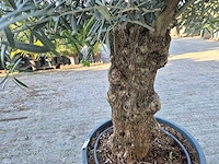 Olijfboom bonsai xl - olea euopaea - hoogte ca. 300 cm - afbeelding 6 van  6