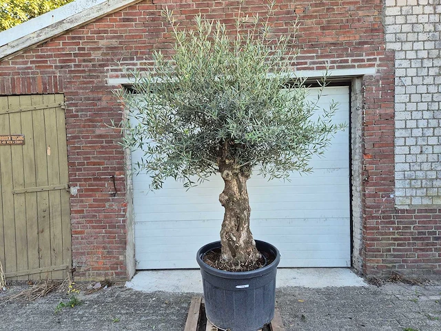 Olijfboom bonsai xl - olea euopaea - hoogte ca. 300 cm - afbeelding 1 van  6