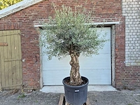 Olijfboom bonsai xl - olea euopaea - hoogte ca. 300 cm - afbeelding 1 van  6