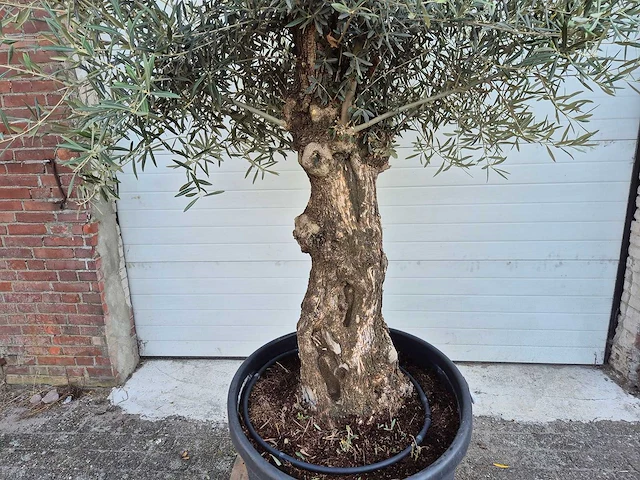 Olijfboom bonsai xl - olea euopaea - hoogte ca. 300 cm - afbeelding 2 van  6