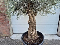 Olijfboom bonsai xl - olea euopaea - hoogte ca. 300 cm - afbeelding 2 van  6