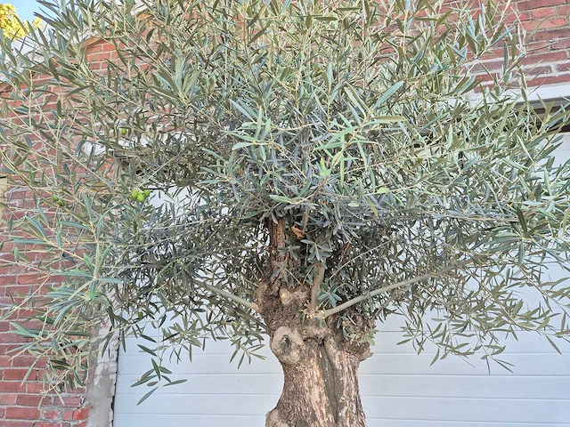 Olijfboom bonsai xl - olea euopaea - hoogte ca. 300 cm - afbeelding 3 van  6