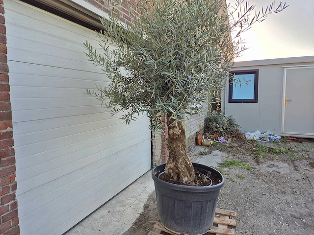 Olijfboom bonsai xl - olea euopaea - hoogte ca. 300 cm - afbeelding 4 van  6