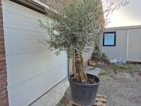 Olijfboom bonsai xl - olea euopaea - hoogte ca. 300 cm - afbeelding 4 van  6