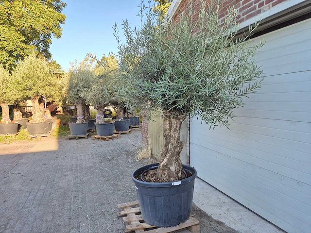 Olijfboom bonsai xl - olea euopaea - hoogte ca. 300 cm - afbeelding 5 van  6