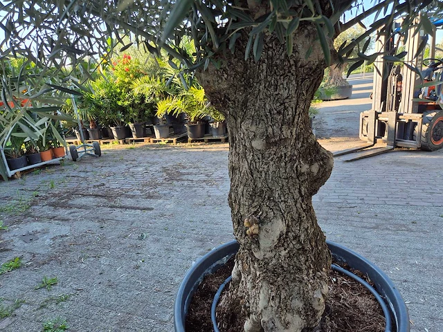 Olijfboom bonsai xl - olea euopaea - hoogte ca. 300 cm - afbeelding 6 van  6