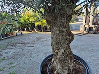 Olijfboom bonsai xl - olea euopaea - hoogte ca. 300 cm - afbeelding 6 van  6