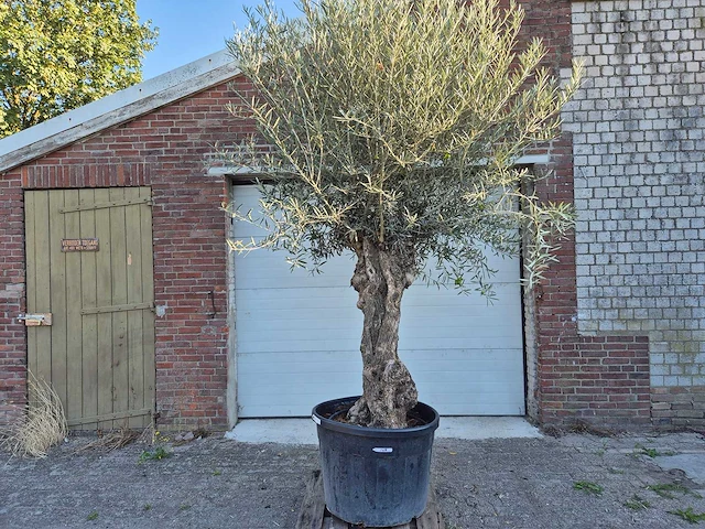 Olijfboom bonsai xl - olea euopaea - hoogte ca. 300 cm - afbeelding 1 van  7