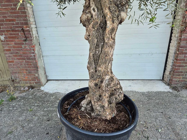 Olijfboom bonsai xl - olea euopaea - hoogte ca. 300 cm - afbeelding 2 van  7