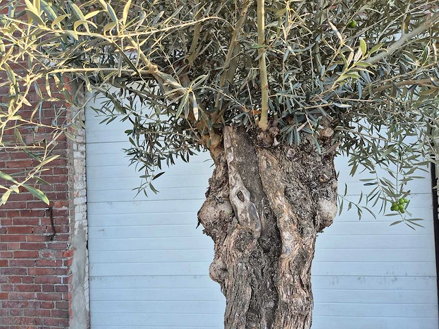 Olijfboom bonsai xl - olea euopaea - hoogte ca. 300 cm - afbeelding 3 van  7