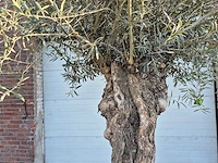 Olijfboom bonsai xl - olea euopaea - hoogte ca. 300 cm - afbeelding 3 van  7