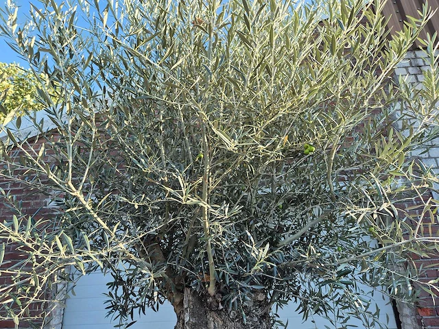 Olijfboom bonsai xl - olea euopaea - hoogte ca. 300 cm - afbeelding 4 van  7