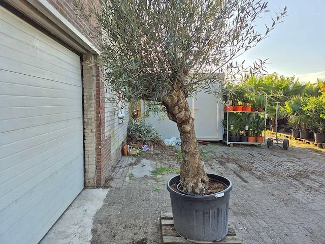 Olijfboom bonsai xl - olea euopaea - hoogte ca. 300 cm - afbeelding 5 van  7