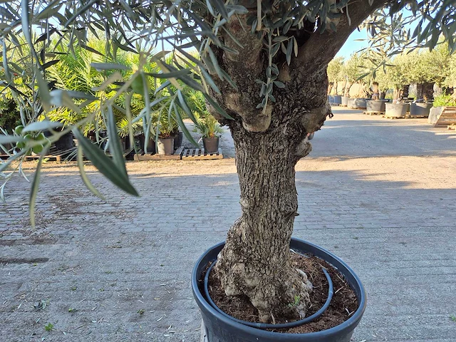 Olijfboom bonsai xl - olea euopaea - hoogte ca. 300 cm - afbeelding 6 van  7