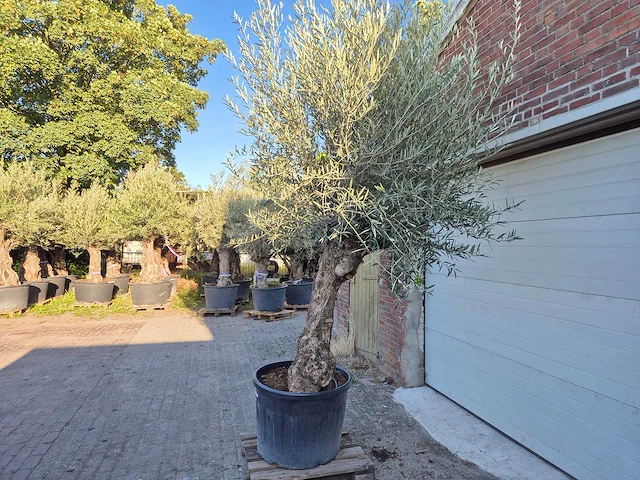 Olijfboom bonsai xl - olea euopaea - hoogte ca. 300 cm - afbeelding 7 van  7