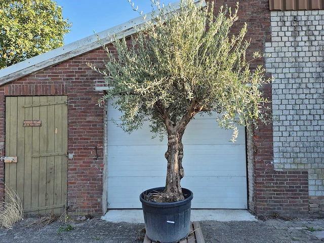 Olijfboom bonsai xl - olea euopaea - hoogte ca. 300 cm - afbeelding 1 van  7