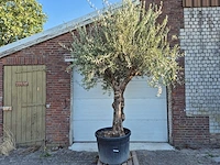 Olijfboom bonsai xl - olea euopaea - hoogte ca. 300 cm - afbeelding 1 van  7