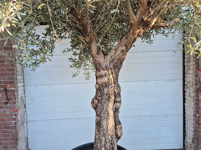 Olijfboom bonsai xl - olea euopaea - hoogte ca. 300 cm - afbeelding 2 van  7