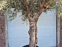 Olijfboom bonsai xl - olea euopaea - hoogte ca. 300 cm - afbeelding 2 van  7