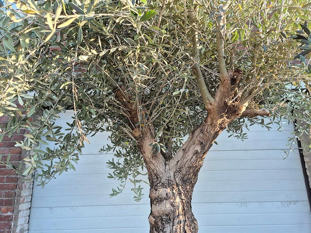 Olijfboom bonsai xl - olea euopaea - hoogte ca. 300 cm - afbeelding 3 van  7