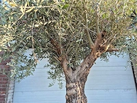 Olijfboom bonsai xl - olea euopaea - hoogte ca. 300 cm - afbeelding 3 van  7