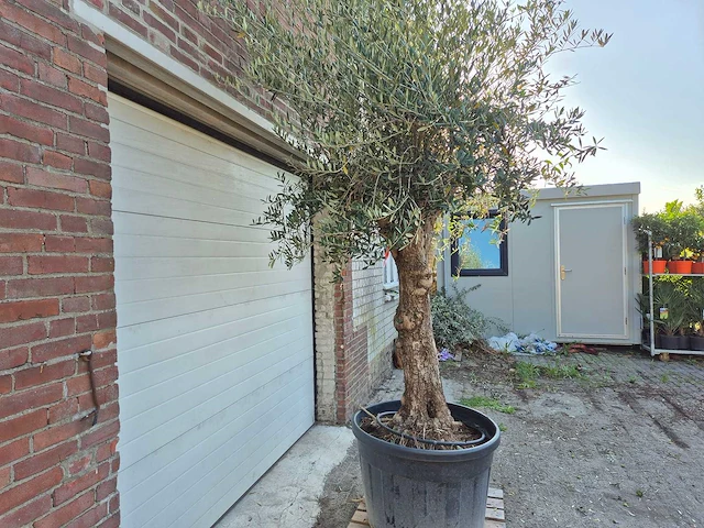 Olijfboom bonsai xl - olea euopaea - hoogte ca. 300 cm - afbeelding 4 van  7