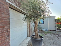 Olijfboom bonsai xl - olea euopaea - hoogte ca. 300 cm - afbeelding 4 van  7