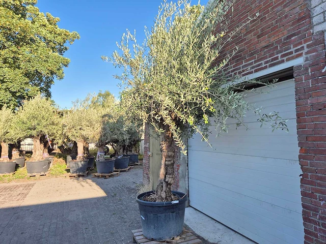 Olijfboom bonsai xl - olea euopaea - hoogte ca. 300 cm - afbeelding 5 van  7