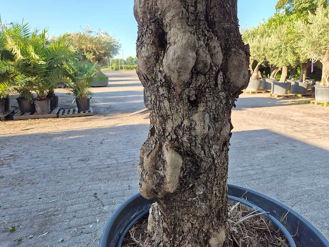 Olijfboom bonsai xl - olea euopaea - hoogte ca. 300 cm - afbeelding 6 van  7