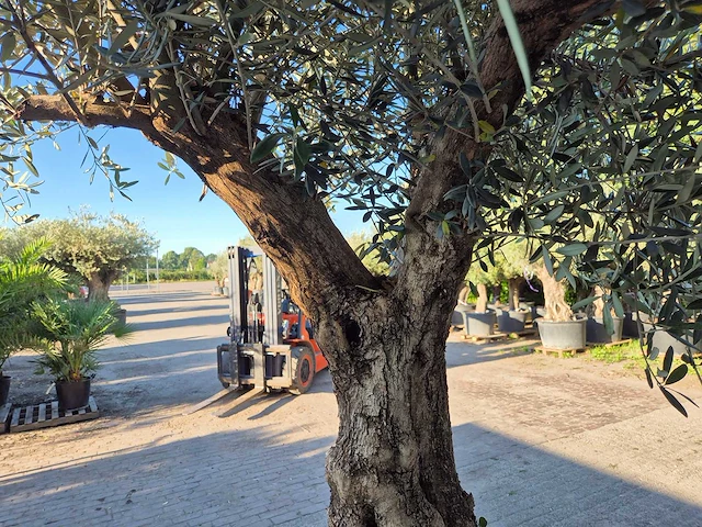 Olijfboom bonsai xl - olea euopaea - hoogte ca. 300 cm - afbeelding 7 van  7