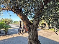 Olijfboom bonsai xl - olea euopaea - hoogte ca. 300 cm - afbeelding 7 van  7