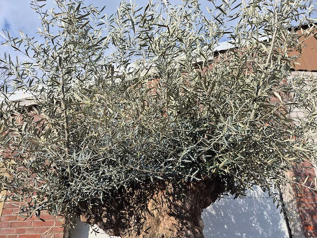 Olijfboom bonsai xl - olea europaea - 200 jaar oud - hoogte ca. 250 cm - afbeelding 3 van  7