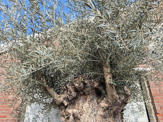 Olijfboom bonsai xl - olea europaea - 200 jaar oud - hoogte ca. 250 cm - afbeelding 3 van  7