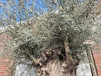 Olijfboom bonsai xl - olea europaea - 200 jaar oud - hoogte ca. 250 cm - afbeelding 3 van  7