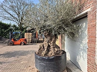 Olijfboom bonsai xl - olea europaea - 200 jaar oud - hoogte ca. 250 cm - afbeelding 4 van  7