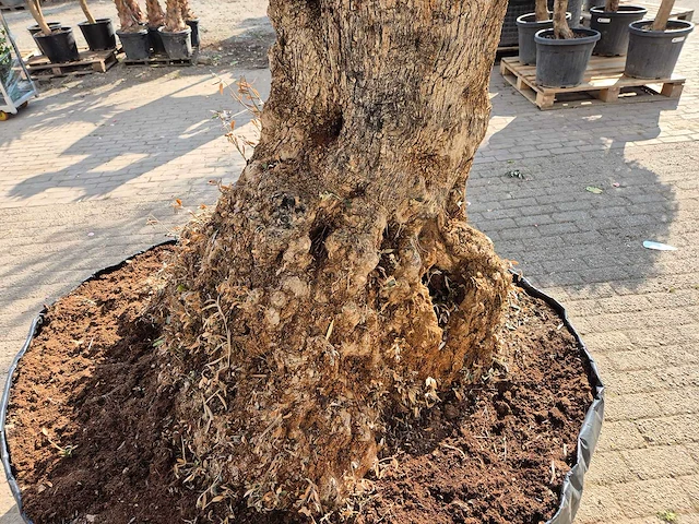 Olijfboom bonsai xl - olea europaea - 200 jaar oud - hoogte ca. 250 cm - afbeelding 5 van  7