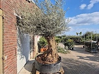Olijfboom bonsai xl - olea europaea - 200 jaar oud - hoogte ca. 250 cm - afbeelding 7 van  7