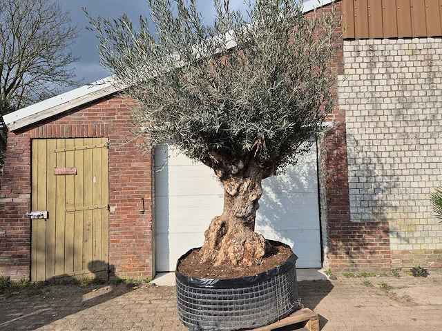 Olijfboom bonsai xl - olea europaea - 200 jaar oud - hoogte ca. 250 cm - afbeelding 1 van  6