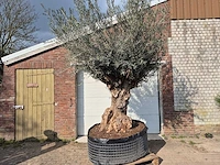 Olijfboom bonsai xl - olea europaea - 200 jaar oud - hoogte ca. 250 cm
