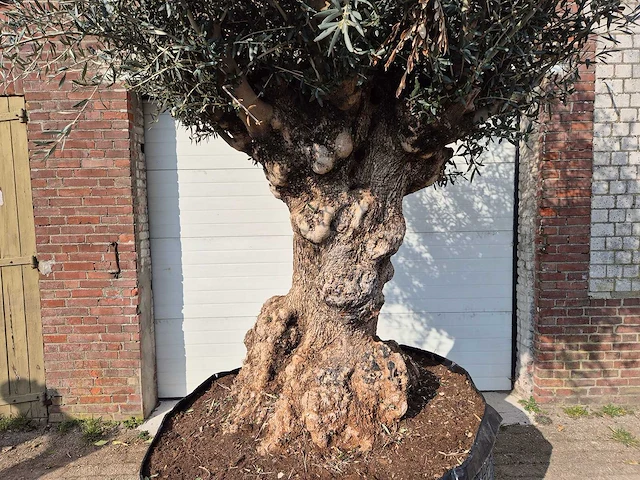 Olijfboom bonsai xl - olea europaea - 200 jaar oud - hoogte ca. 250 cm - afbeelding 2 van  6