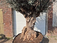 Olijfboom bonsai xl - olea europaea - 200 jaar oud - hoogte ca. 250 cm - afbeelding 2 van  6