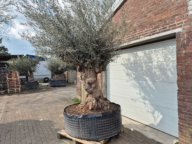 Olijfboom bonsai xl - olea europaea - 200 jaar oud - hoogte ca. 250 cm - afbeelding 3 van  6