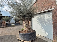 Olijfboom bonsai xl - olea europaea - 200 jaar oud - hoogte ca. 250 cm - afbeelding 3 van  6