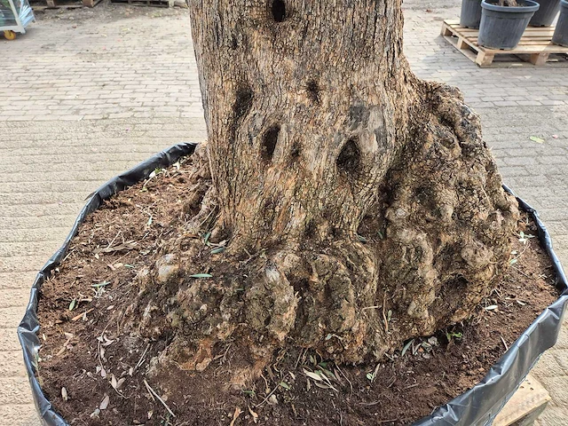 Olijfboom bonsai xl - olea europaea - 200 jaar oud - hoogte ca. 250 cm - afbeelding 4 van  6