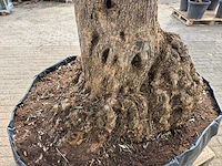 Olijfboom bonsai xl - olea europaea - 200 jaar oud - hoogte ca. 250 cm - afbeelding 4 van  6