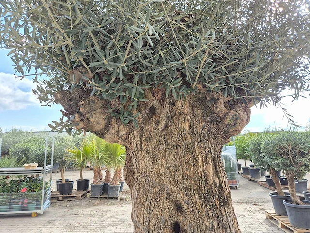 Olijfboom bonsai xl - olea europaea - 200 jaar oud - hoogte ca. 250 cm - afbeelding 5 van  6